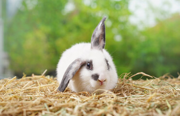adorable fluffy rabbit lying on hay background green nature with bokeh, bunny easter concept  © Verin