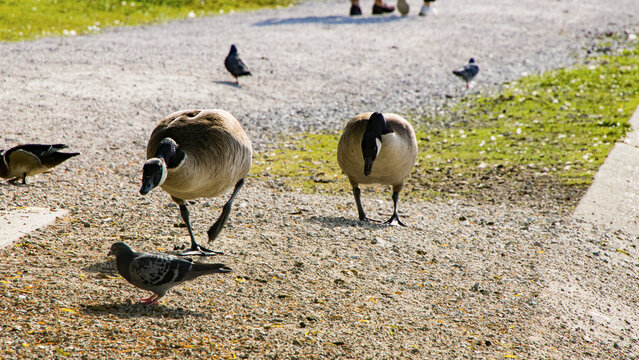 Canada geese attacking pidgeon in gravel road Stanley park Vancouver, Canada