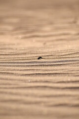 SAND