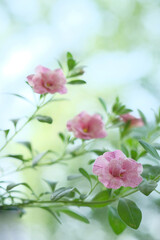 Small pink flowers and green leaves on a bush