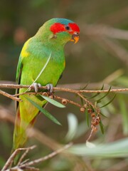 Obraz premium Delightful engaging Musk Lorikeet with bright vibrant plumage.