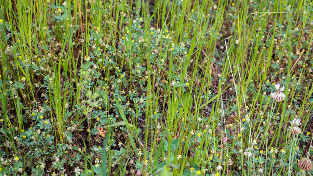 シャジクソウ属 Images Browse 179 Stock Photos Vectors And Video Adobe Stock