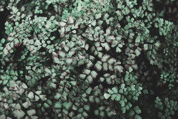 Shrub with small leaves. Small paw-shaped leaves. Winter cold vintage tones. Withering leaves with brown mints. Background in dark colors with bush twigs.