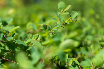 Spring shoots of the boxwood bush. Thin branches with new green leaves. Abstract Background. Defocus, blur, , selective focus.