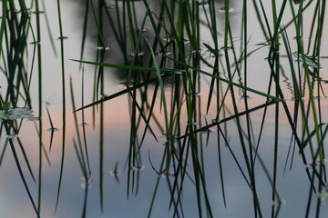 reeds in the lake