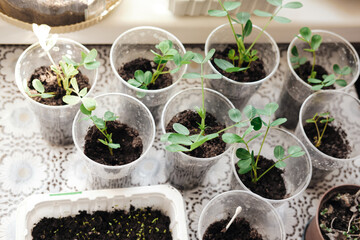 peanut sprout planted at home in a glass. seedlings at home on the table. Preparing for gardening season