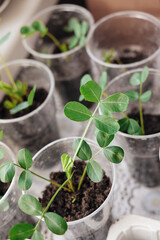 peanut sprout planted at home in a glass. seedlings at home on the table. Preparing for gardening season