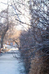 A dry plant on the background of the city.