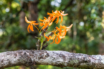 Dendrobium unicum Seidenf. Beautiful rare wild orchids in tropical forest of Thailand.