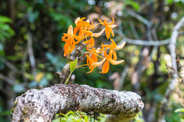 Dendrobium unicum Seidenf. Beautiful rare wild orchids in tropical forest of Thailand.