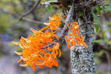 Dendrobium unicum Seidenf. Beautiful rare wild orchids in tropical forest of Thailand.