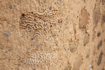 close up of wall build with coral and stone ancient out of focus with grain