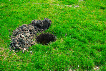 Pit in the ground. A hole dug for planting trees or plants on the lawn. Spring planting trees in the garden. - obrazy, fototapety, plakaty