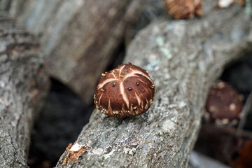 Shiitake