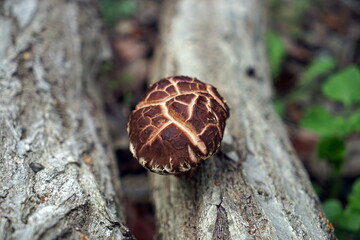 Shiitake