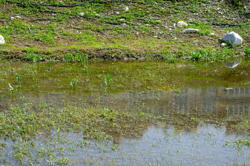 An example of poor storm sewerage. Rainwater has flooded the lawn or garden and won't go away. Errors in the design of the sewerage and drainage system.