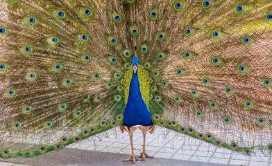 Obraz premium peacock and its beautiful plumage close-up in nature