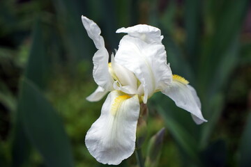 Iris