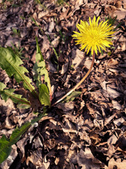 Dandelion on the background of the earth