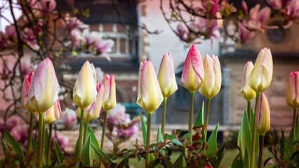 Fototapeta Wiosenne tulipany o poranku na zamku wawelskim obraz