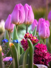 Wiosenne tulipany o poranku na zamku wawelskim