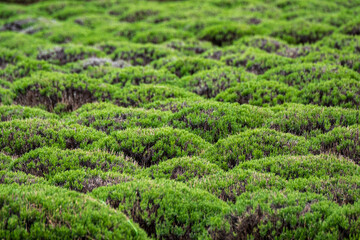 Fototapeta na wymiar Round mounds of lavender bushes