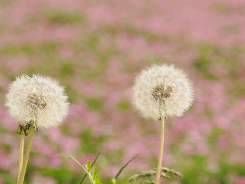 綿帽子 Images Browse 868 Stock Photos Vectors And Video Adobe Stock