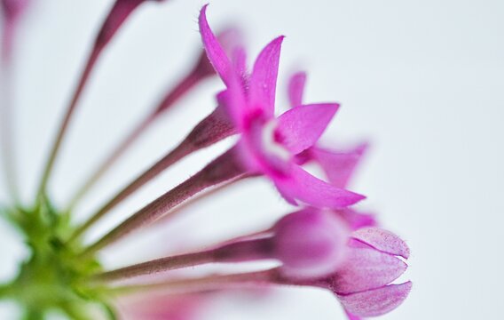 Small Pink Flowers