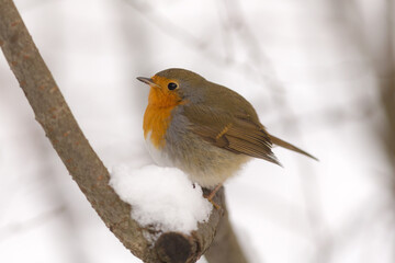 portrait of a robin in winter