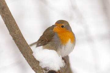 portrait of a robin on a branch