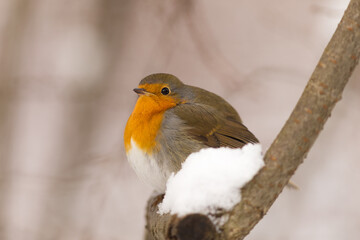 robin on a branch in winter