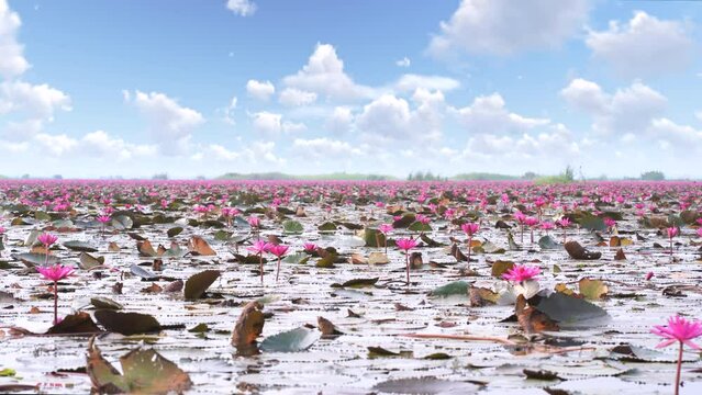 Red lotus viewing festival at Thung Bua Daeng, Bueng Lahan, Chaiyaphum, Thailand.