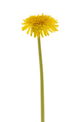Fototapeta premium Dandelion isolated white