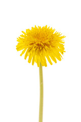 Fototapeta premium Dandelion isolated white