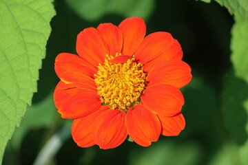 Cambodia. The red sunflower or Mexican sunflower is a plant in the family Asteraceae, which is native to the warmer and moister parts of North America. Siem Reap province. 