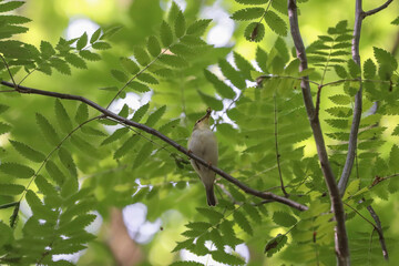 A small forest bird on a branch in the forest.