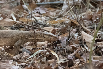 Bengal monitor, Varanus bengalensis, lizard in the forest in India
