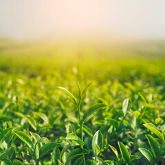 Green tea buds and leaves at early morning on plantation and sunrise