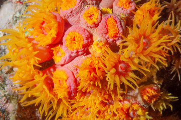 Colonia di polipi con tentacoli gialli e corpo rosato 