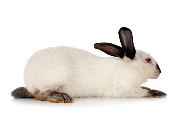 Californian rabbit in studio