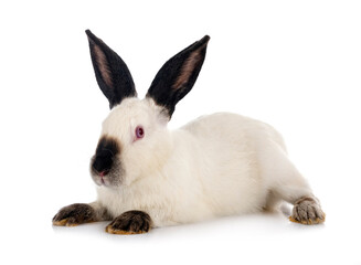 Californian rabbit in studio