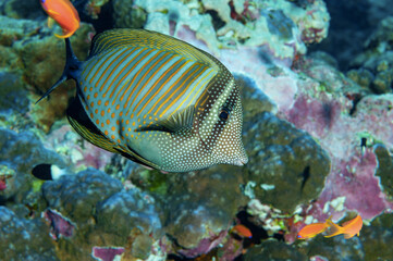 Naklejka na ściany i meble Pesce chirurgo, Zebrasoma desjardinii, tra la barriera corallina