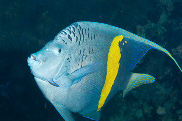 Primo piano di pesce angelo maculato, Pomacanthus maculosus