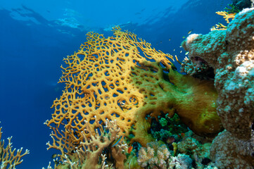 Corallo di fuoco, Millepora dichotoma