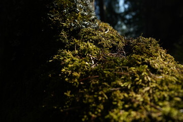 moss on the tree