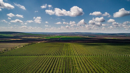 aerial shot of parallel apple orchard rows with blue sky with clouds