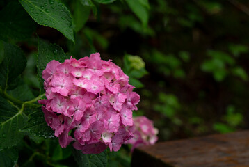 Hydrangea blooming next to a park bench.  公園のベンチの横に咲くアジサイ
