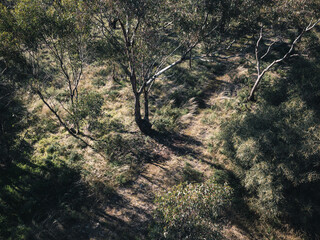 landscape with trees