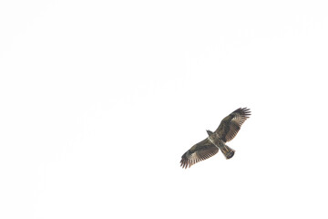 Aves de costa rica en su entorno natural en libertad