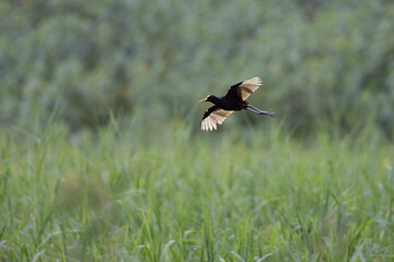 Aves de costa rica en su entorno natural en libertad